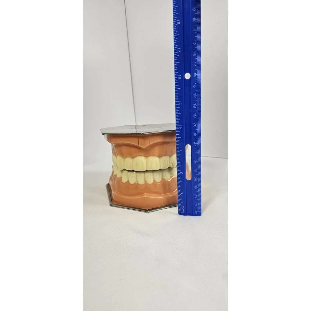 VTG Dental Teeth‎ Model Pro-Phy-Lac-Tic Brush Co Florence Mass Dentist Display